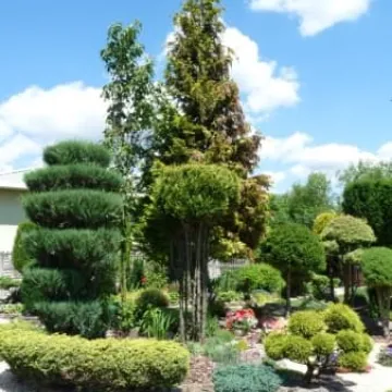 Radomsko w kwiatach i zieleni 