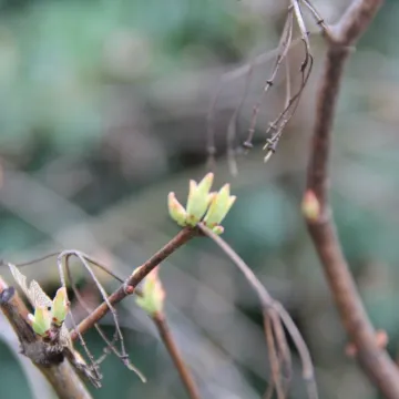Na spacer, ale w samotności