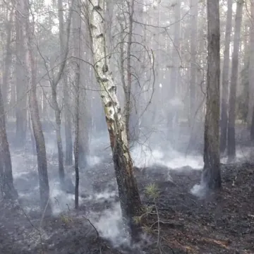 Pożar lasu w Małej Wsi