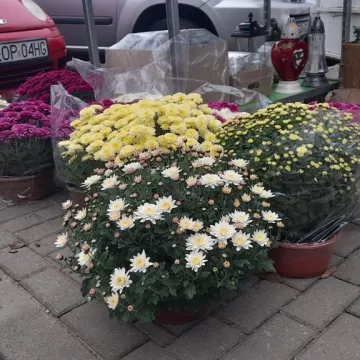 Trwa uroczystość Wszystkich Świętych