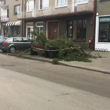 Wiatr łamał drzewa