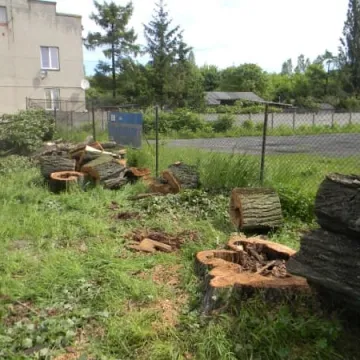 I po najstarszej i najgrubszej topoli w Polsce