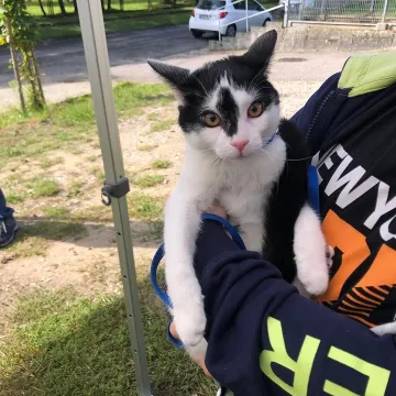 Udane czipowanie zwierzaków w Radomsku