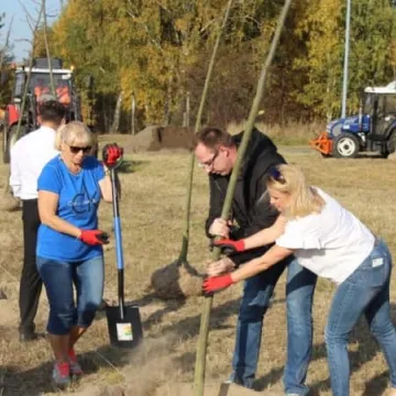 Sto drzew na stulecie