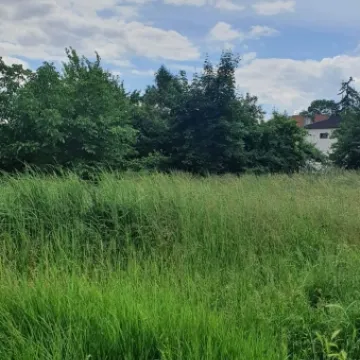 Mieszkańcy ul. Różanej skarżą się na niewykoszoną trawę