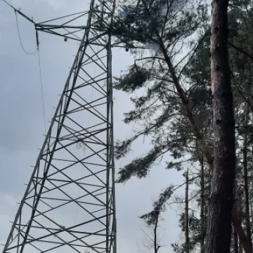 Próba wycinki drzewa zakończyła się interwencją straży i policji