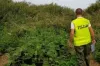 Policja zlikwidowała trzy plantacje marihuany