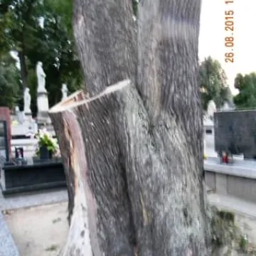 Drzewo, które pamięta zabory 