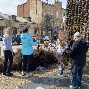 Zielone Radomsko. Darmowe sadzonki dla mieszkańców