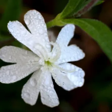 Macro fotografia z Foto Pozytywem