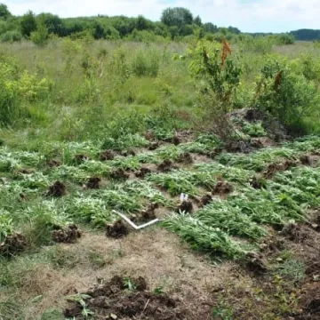 Policjanci zlikwidowali plantację konopi w gm. Gomunice 