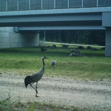 Zobacz co zarejestrowały fotopułapki Generalnej Dyrekcji Dróg Krajowych i Autostrad