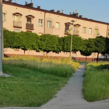 Betonoza kontra łąki kwietne