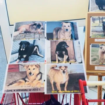 Finał akcji „Podaruj seniorowi domek”