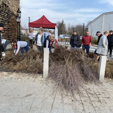 Zielone Radomsko. Darmowe sadzonki dla mieszkańców