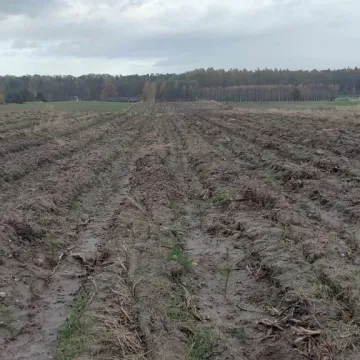 Dobiegła końca jesienna akcja odnowienia powierzchni leśnych