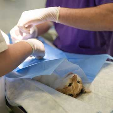 W Radomsku rusza program darmowej kastracji oraz sterylizacji psów i kotów