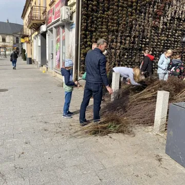 Zielone Radomsko. Darmowe sadzonki dla mieszkańców