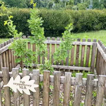 „Iga” – takie imię nosi od dziś dąb w Radomsku. To potomek dębu „Bartek”