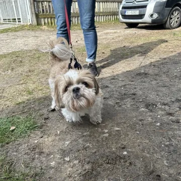 Zaczipowano radomszczańskie psy i koty