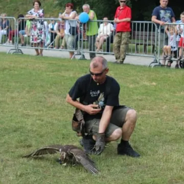 Dni Radomska 2018: Pokazy sokolnika