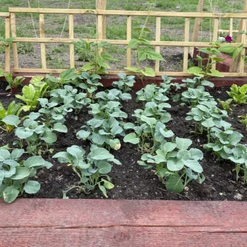 Ogródek warzywny przy Interku w Radomsku