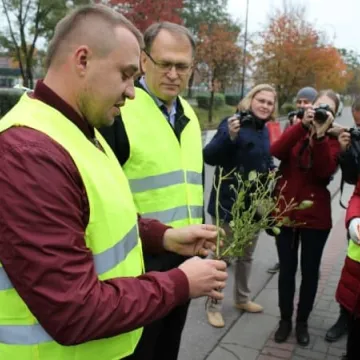 Róże na urodziny Radomska