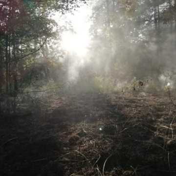 Dąbrowa – pożar poszycia leśnego
