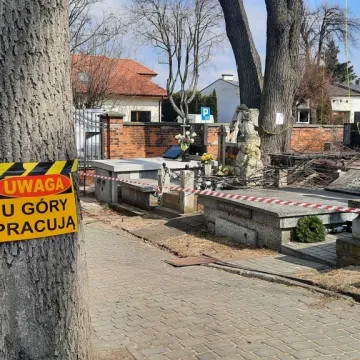 Pielęgnacja zabytkowej lipy