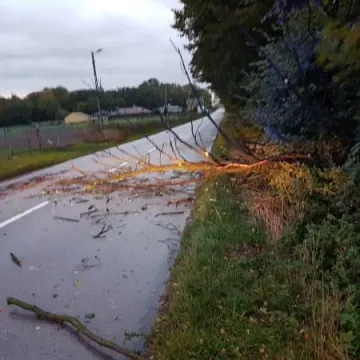 Wiatr łamał drzewa