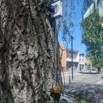 Sprawdzają odporność topoli oraz wierzby z ul. Żeromskiego w Radomsku