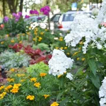 Konkursowe ogrody radomszczan