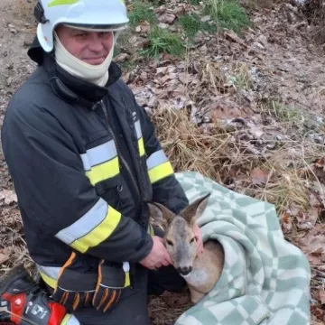 Strażacy uratowali sarnę uwięzioną na zamarzniętym stawie