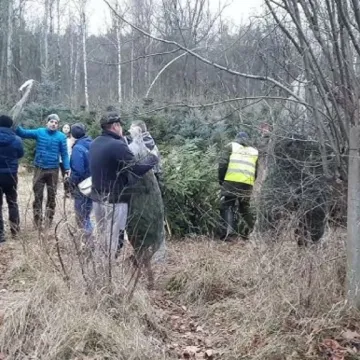 Wybierz wymarzoną choinkę z Nadleśnictwem Radomsko