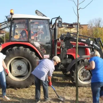 Sto drzew na stulecie