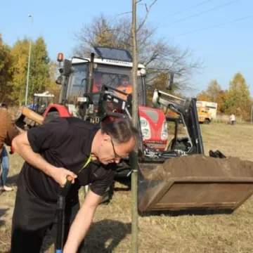 Sto drzew na stulecie