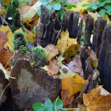 Pałac i natura w obiektywie