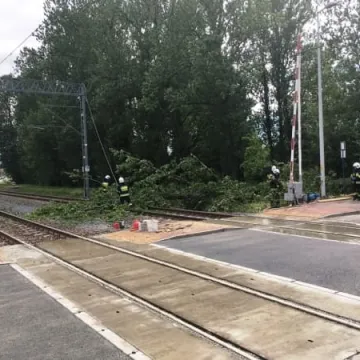 Powalone drzewo na torach