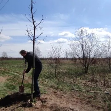 Prezydent Radomska sadził drzewa przy ul. Unii Europejskiej