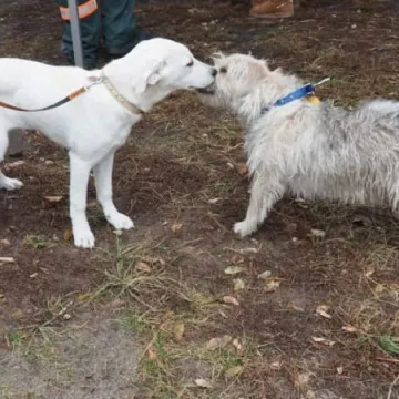  Czipowanie psów i kotów