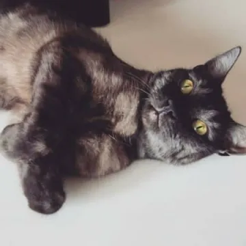 O kotach w ich święto...