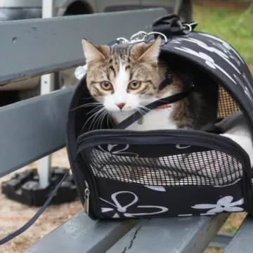  Czipowanie psów i kotów