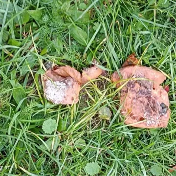 [AKTUALIZACJA] Mieszkańcy ul. Tysiąclecia w Radomsku ostrzegają. Ktoś próbuje truć psy