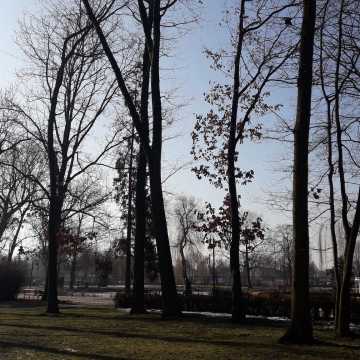 Sokolnik płoszy gawrony i kawki w parku Świętojańskim w Radomsku