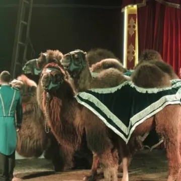 Zgarnij wejściówkę do Cyrku Safari