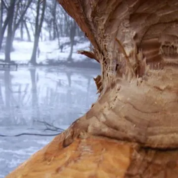 Plener fundacji FotoPozytyw