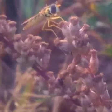 Macro fotografia z Foto Pozytywem