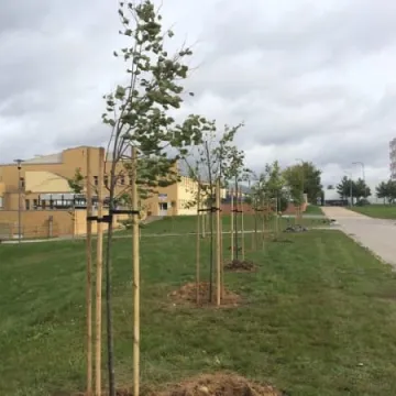 Uczniowie sadzili drzewka