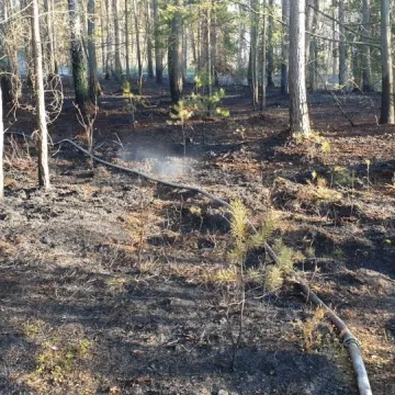 Pożar lasu w Małej Wsi w gm. Żytno