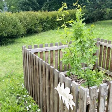 „Iga” – takie imię nosi od dziś dąb w Radomsku. To potomek dębu „Bartek”